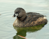 Grebe, Pied-billed