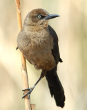 Grackle, Great-tailed (Female)