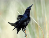 Grackle, Great-tailed