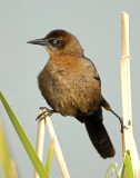 Grackle, Great-tailed (Female)