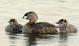 Grebe, Pied-billed