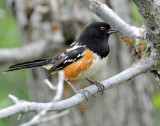 Towhee, Spotted
