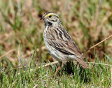 Sparrow,  Savannah