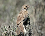 Sparrow, Vesper