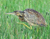 Bittern, American