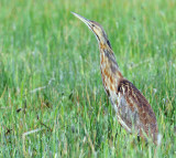 Bittern, American