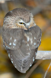 Owl Northern Saw-whetD-018.jpg