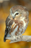 Owl Northern Saw-whetD-021.jpg