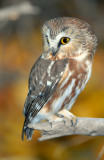 Owl Northern Saw-whetD-023.jpg