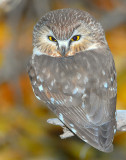 Owl Northern Saw-whetD-026.jpg
