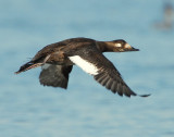 Scoter, White-winged