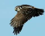 Owl Northern-hawk D-004.jpg