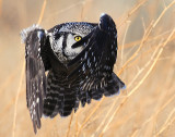 Owl Northern-hawk D-020.jpg