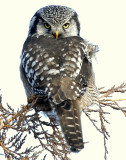 Owl Northern-hawk D-033.jpg