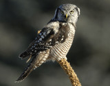 Owl Northern-hawk D-056.jpg