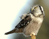 Owl Northern-hawk D-058.jpg