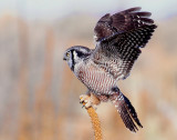 Owl Northern-hawk D-013.jpg