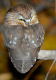 Owl Northern Saw-whetD-034.jpg