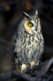 Owl Long Eared S-830.jpg