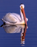 Pelican WhiteS-1185.jpg