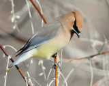 Waxwing Cedar D-031.jpg