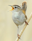 Wren Marsh D-053.tif8X10.jpg