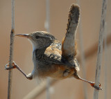 Wren Marsh D-082.jpg