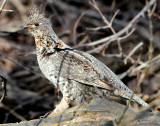 Grouse Ruffed D-025.jpg