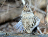 Grouse Ruffed D-036.jpg