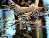 Waterthrush Northern D-022.jpg