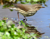 Waterthrush Northern D-030.jpg