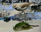 Waterthrush Northern D-037.jpg