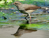 Waterthrush Northern D-039.jpg