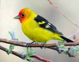 Tanager Western D-018.jpg