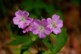 Wildflowers in the mountains of Primland
