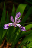 Primlands Wildflower in full Bloom in the Spring