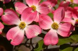 Dogwoods in Bloom at Primland