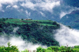 霧上茶園