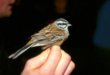 Emberiza cia, Rock bunting, Klippsparv