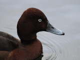 Aythya nyroca, Ferruginous Duck, Vitgd dykand