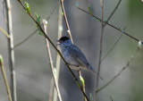 Sylvia atricapilla, Blackcap, Svarthtta