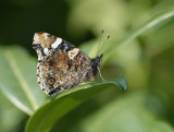 Venessa atalanta, Red Admiral, Amiral