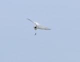 Sternula albifrons, Little Tern, Smtrna