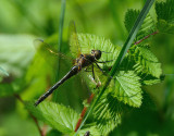 Cordulia aenea, Downy Emerald, Guldtrollslnda