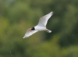 Larus melanocephalus, Mediterranean Gull, Svarthuvad ms