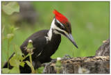 Pics - Woodpeckers