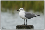 Mouette atricille