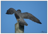 Faucon plerin - Peregrine Falcon