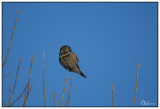 pervire borale - Northern Hawk Owl