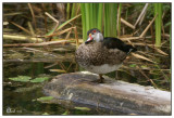 Canard branchu mâle - en éclipse